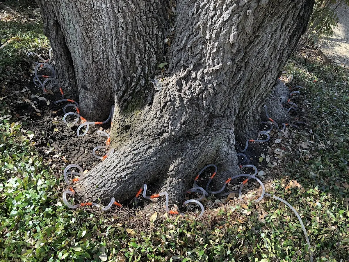 Detailed Tree Cabling and Bracing job site in Greene