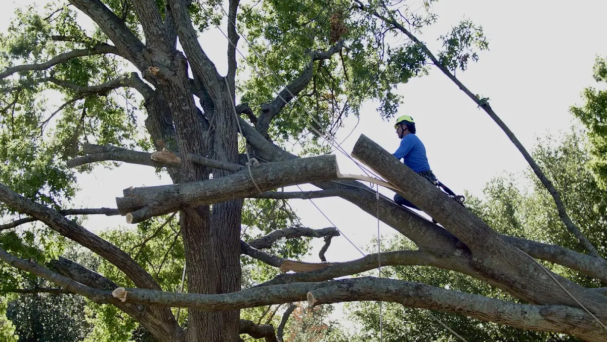 Professional Hazardous Tree Removal performed by certified arborists in Greene